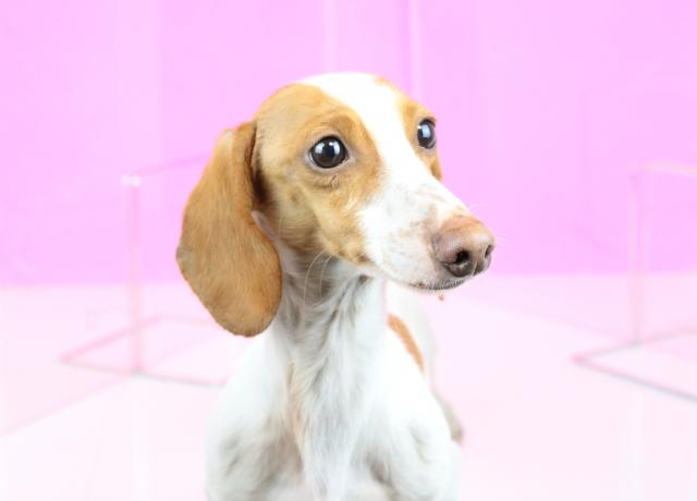 カニンヘンダックスフンド