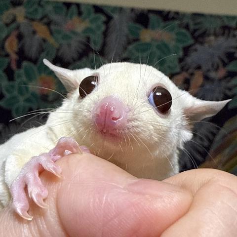 フクロモモンガ ルビープラチナ