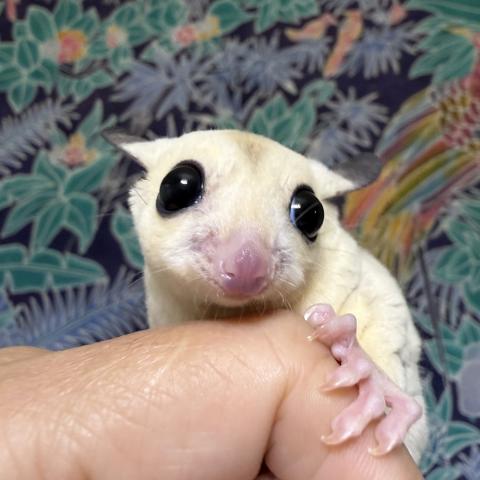 フクロモモンガ プラチナモザイク