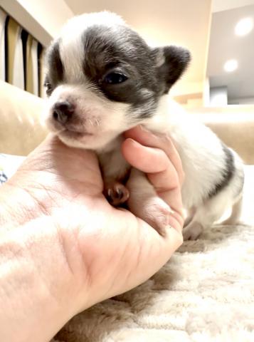 チワワ（ロングコート）