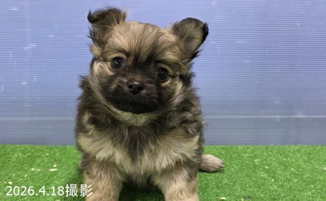 MIX(チワワ×ポメラニアン)