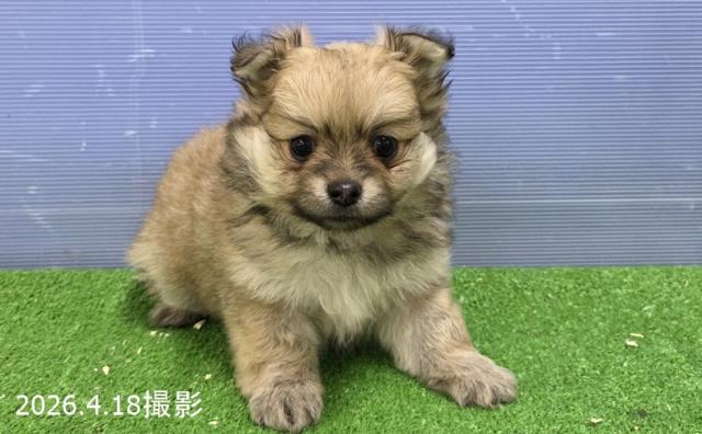 MIX(チワワ×ポメラニアン)