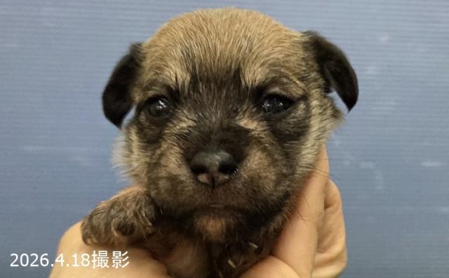 MIX (チワワ×シュナウザー)