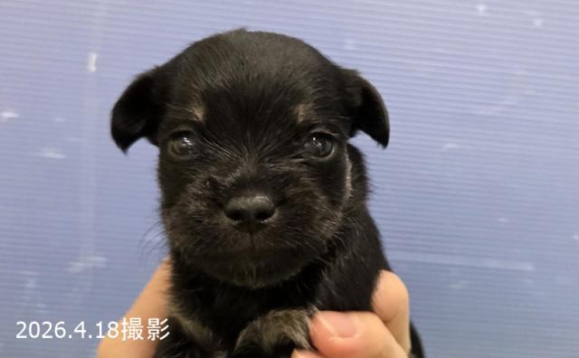 MIX (チワワ×シュナウザー)