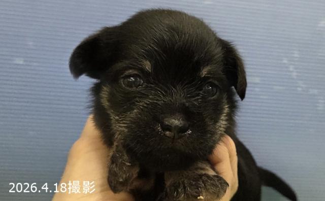 MIX (チワワ×シュナウザー)