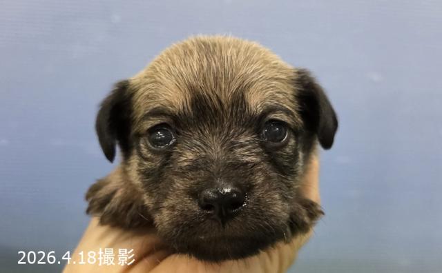 MIX (チワワ×シュナウザー)