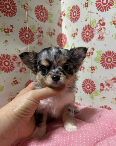 チワワ（ロングコート）