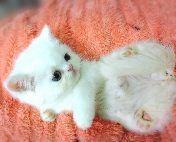 ミヌエット（旧ナポレオン）