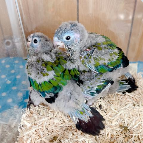 アカハラウロコインコ 　