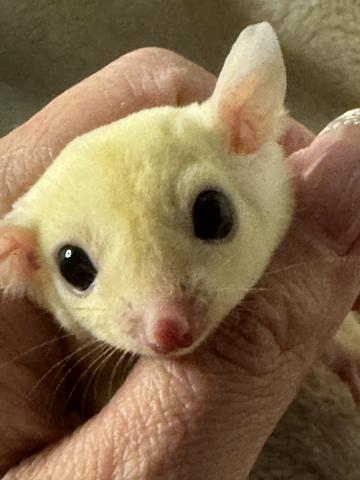 フクロモモンガ リューシスティック　白い天使ちゃん