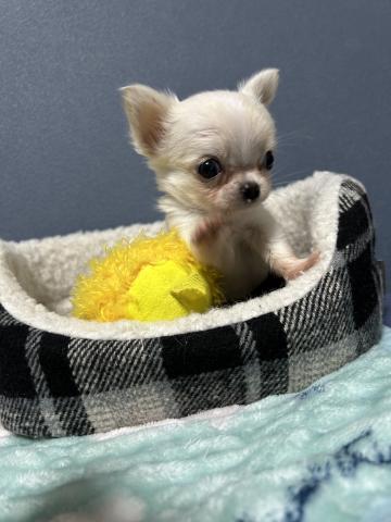 チワワ（ロングコート）