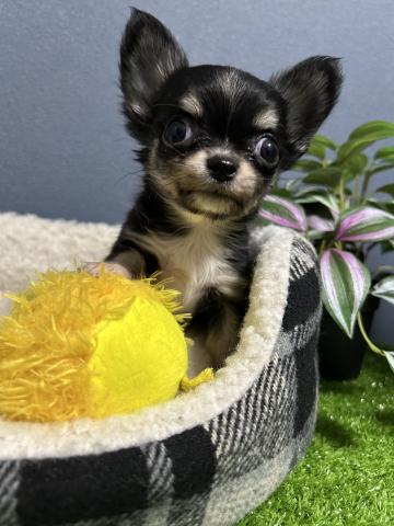 チワワ（ロングコート）