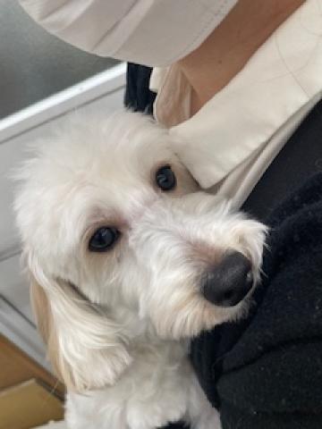 マルチーズ×トイプードル