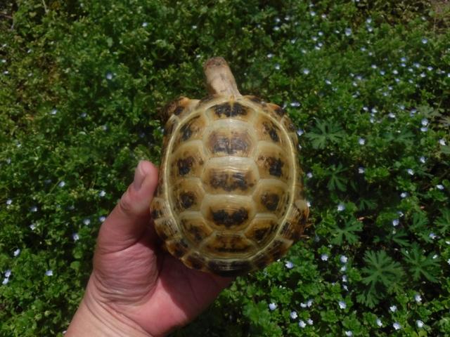 ロシアリクガメ　Hm-1