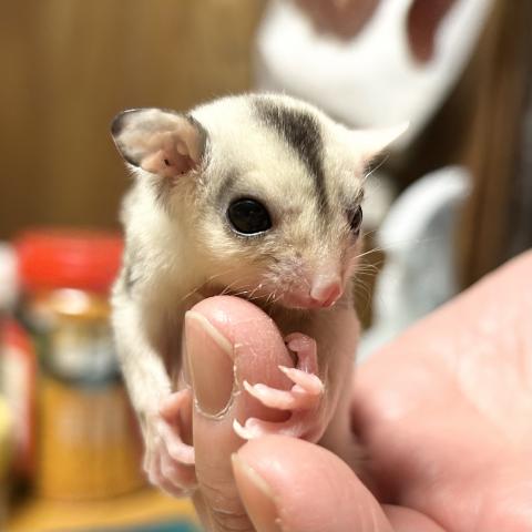 ストロベリノ血統