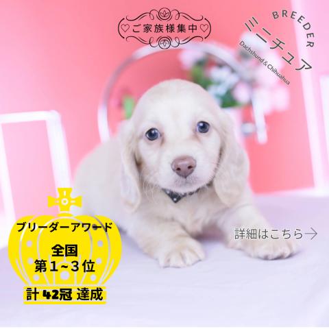 ミニチュアダックスフンド　ロング