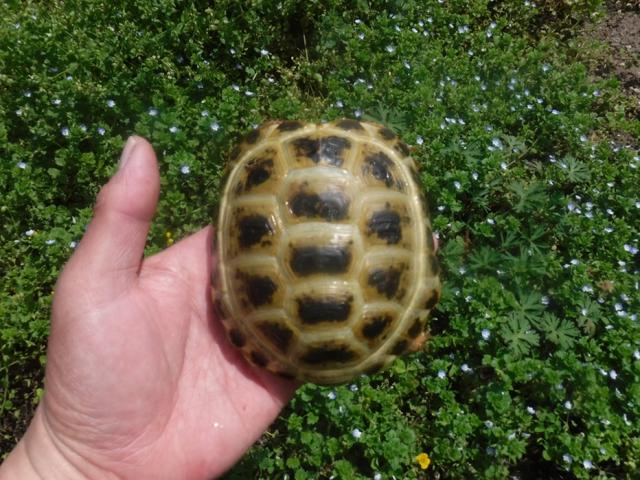 ロシアリクガメ　Hm-2