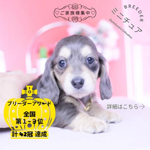 ミニチュアダックスフンド　ロング