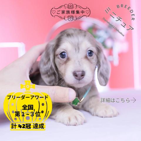 ミニチュアダックスフンド　ロング