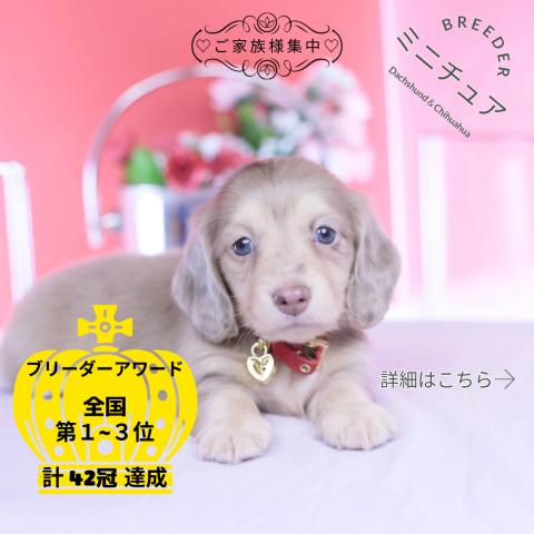 ミニチュアダックスフンド　ロング