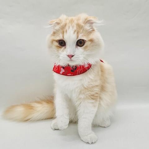 スコティッシュフォールド