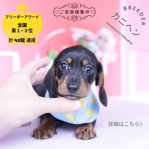 カニヘンダックスフンド　スムース