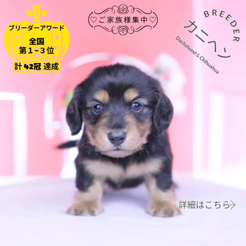 カニヘンダックスフンド　ロング