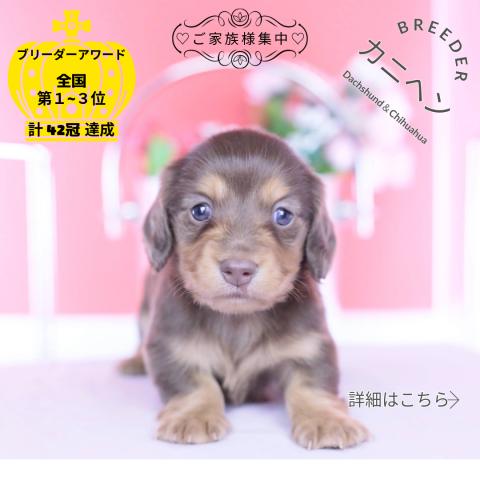 カニヘンダックスフンド　ロング