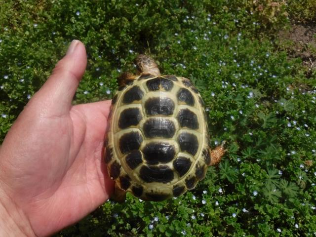 ロシアリクガメ　Hm-3