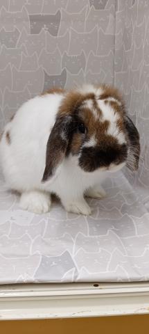 ブロークントーティスシェル