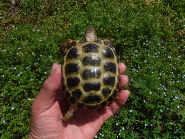 ロシアリクガメ　Hm-４