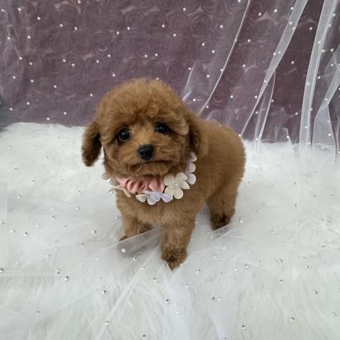 トイプードル成犬時1.5〜1.9kg予想