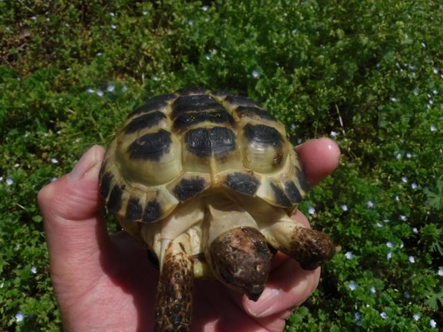 ロシアリクガメ　Hm-5