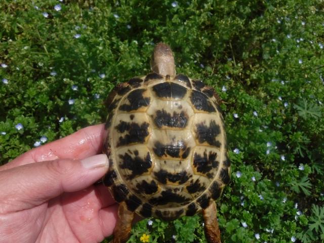 ロシアリクガメ　Hm-6