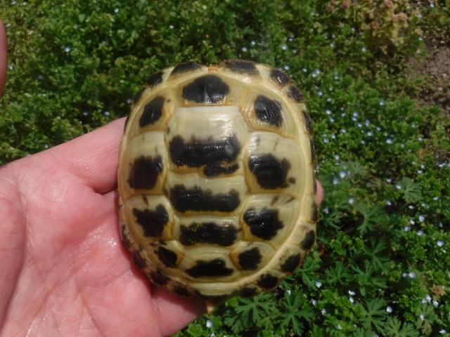 ロシアリクガメ　Hm-7 