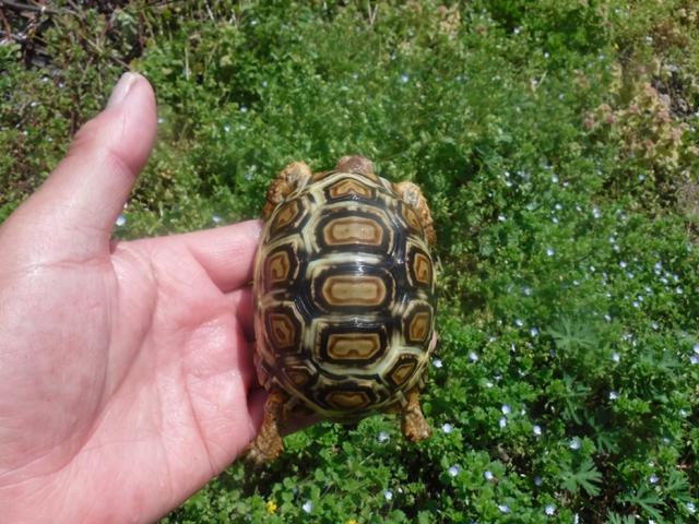 ヒョウモンガメ　h-1