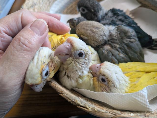 ホオミドリアカオウロコインコ