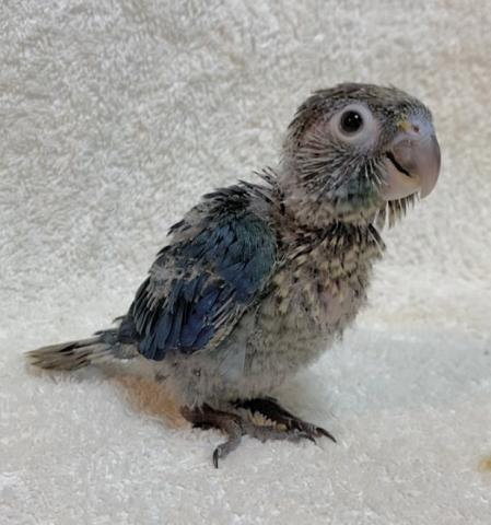 バイオレットインブルー　ウロコインコ