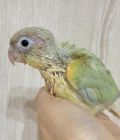 ミントワキコガネ　ウロコインコ