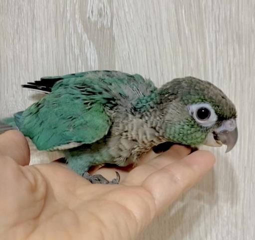 ターコイズブルー　ウロコインコ