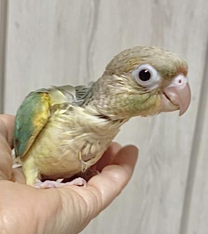 ブルーパイナップル　ウロコインコ