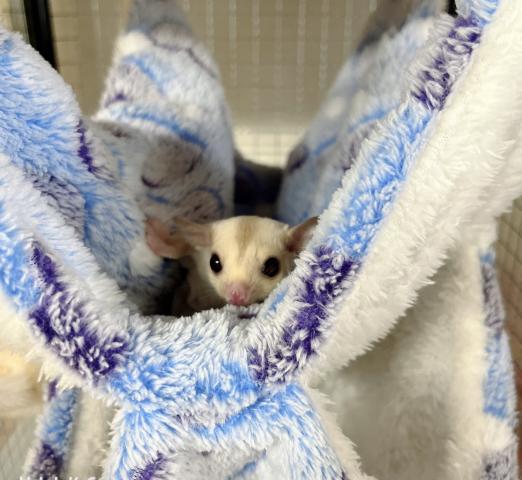 クリミノヘテロリューシ