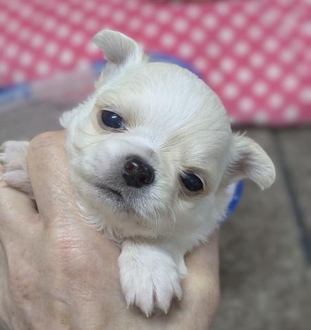 チワワ（ロングコート）