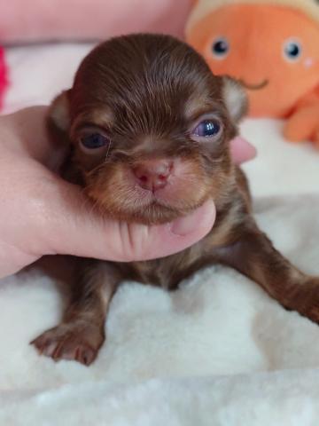 チワワ（ロングコート）