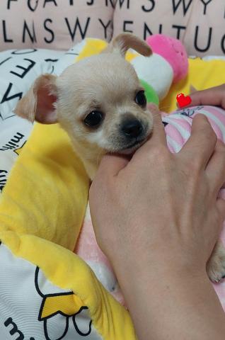 チワワ(スムースコート)