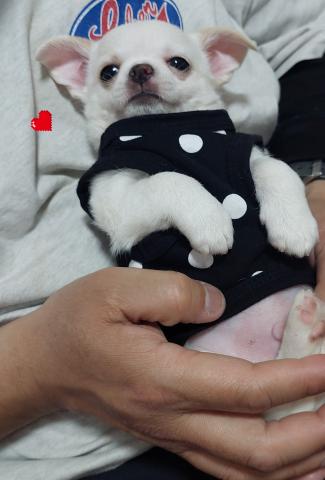 チワワ(スムースコート)