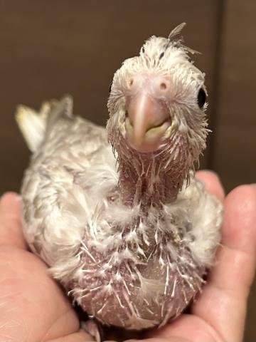 オカメインコWFシナモンパール②