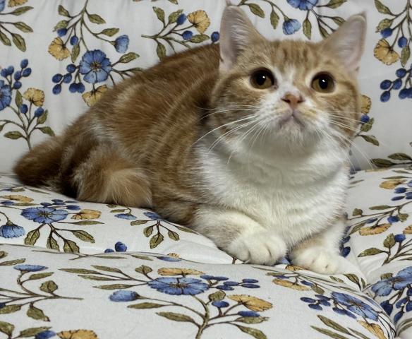 スコティッシュフォールド