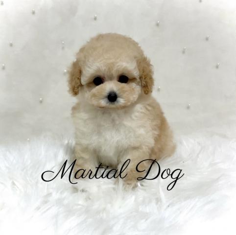 マーシャルドッグ