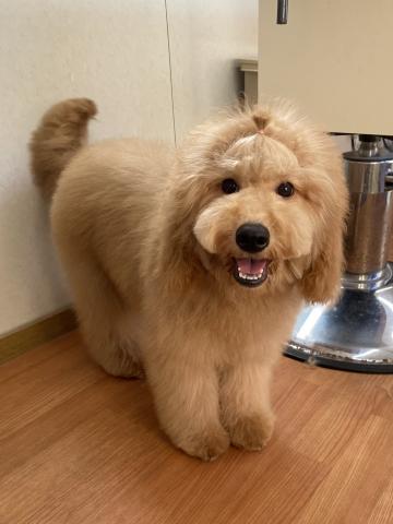 ミディアムプードル